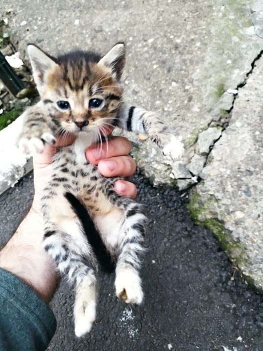 Ofer pui de pisica spre adoptie