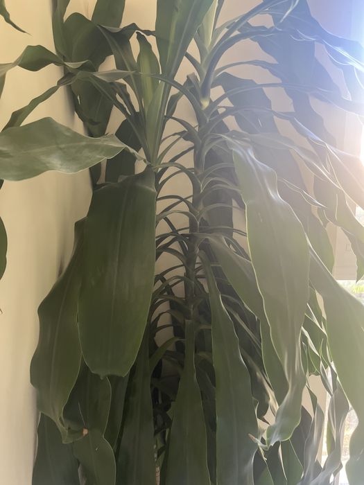 Палма юка 190 см