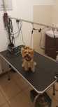 Tuns caini - coafor canin