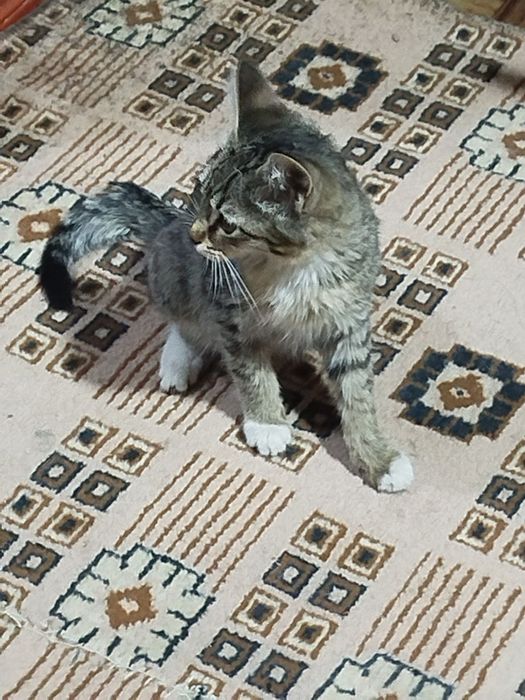 Котята 5 месяцев в хорошие руки