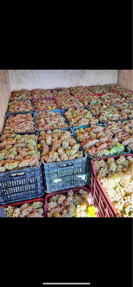 Producator vand struguri pentru vin productie 2025