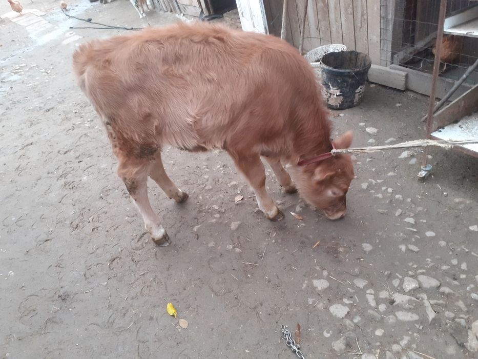 Vând vițelusa de 3 luni bruna.