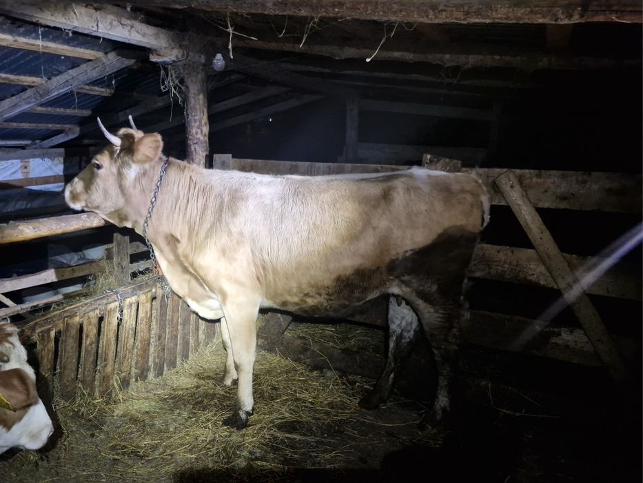 Vand juninca gestantă