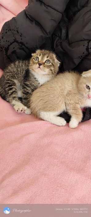 Котята 2персиковые один полосатик