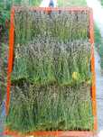 Lavanda cu 10 lei kg