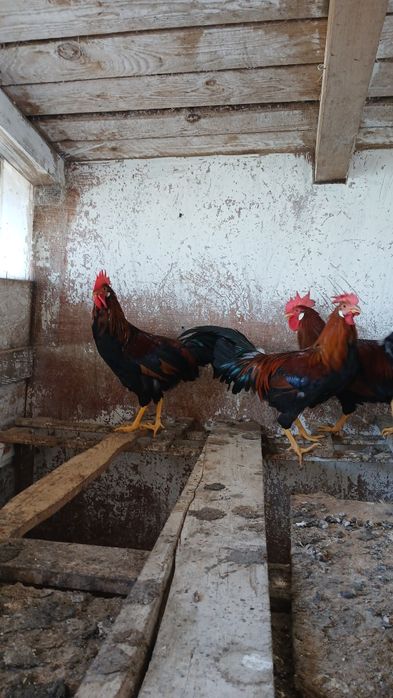 Cocoșei tineri italian