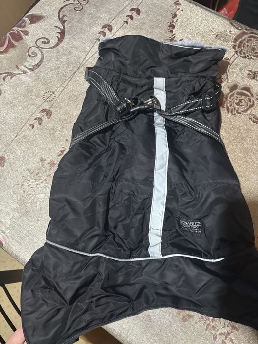 pantone caini,jacheta si Cat fla pisici