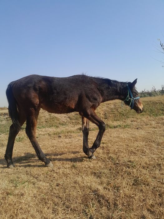 Toy sotiladi erkak 7 oylik yaxshi otdi bolasi