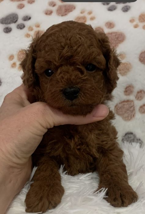 Пудел Тийкъп /Пудел той с родословие момче Poodle