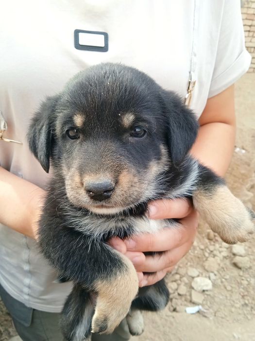 Отдаем даром в добрые руки