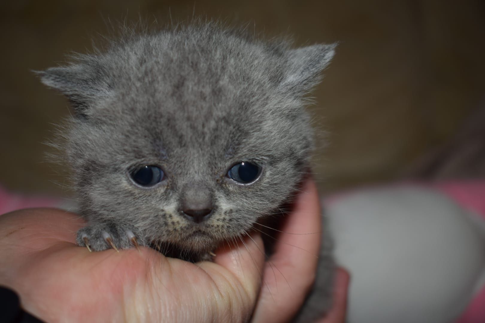British shorthair blue