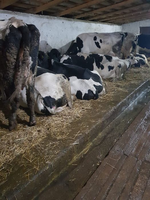 Vând 50vacii rasa Hollstein