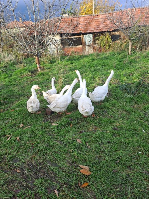 Гъски Линда - оплодени яйца