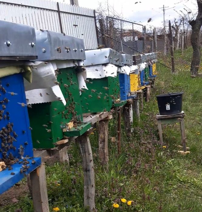 10 familii la alegere cu sau fara lada