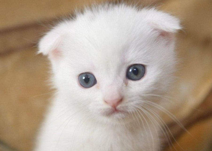 Продам белоснежных котят от правильной вязкии