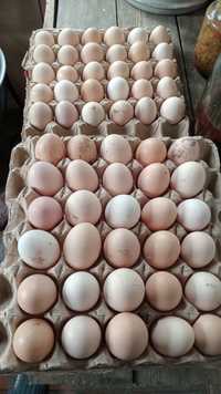 Продам  отборнные домашнние  яйца