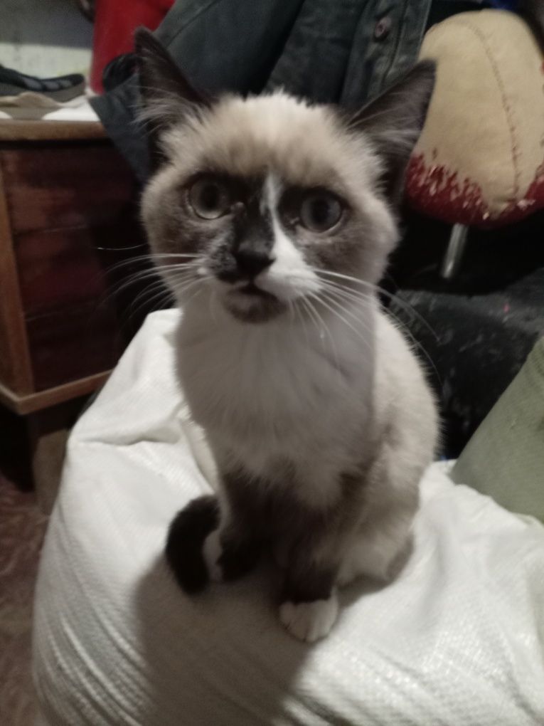 Котята балдежные