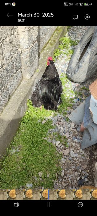 Koxinxin tuxumlari bor sotuvda yirik narsalar toza qon