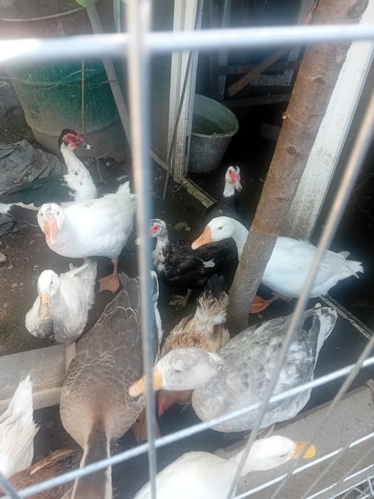 Vând 5  rațe adulte