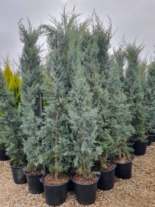 Cupressus leylandii 2.3m - 2.5m, asiguram transport și plantat!