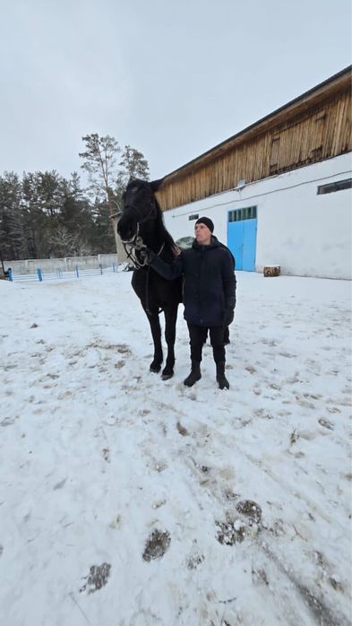 Жеребец 2,5 года