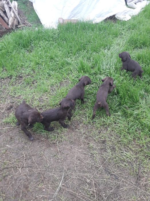 Малки Дратхаари       .