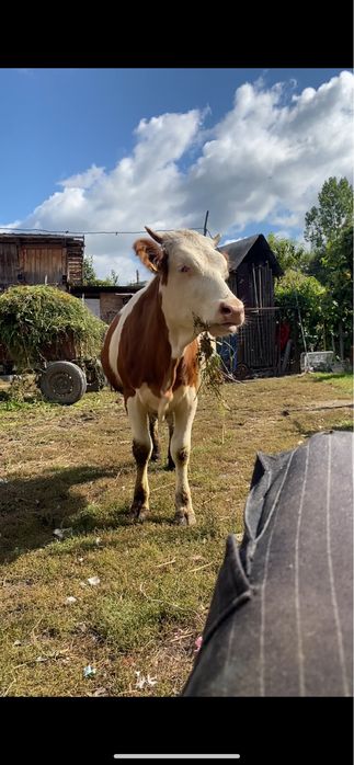 Vand vtea un an si sase luni