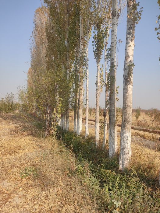 Терак сотилади 13 йиллик