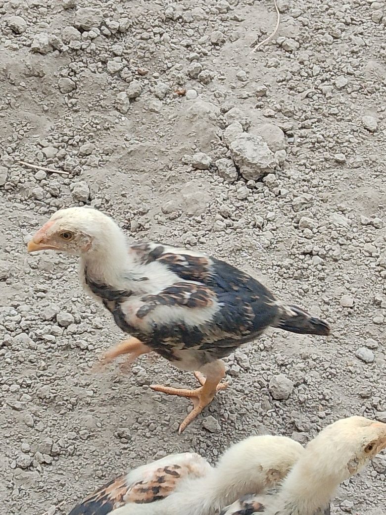 Kulangi sotiladi.donasi 100 mingdan.