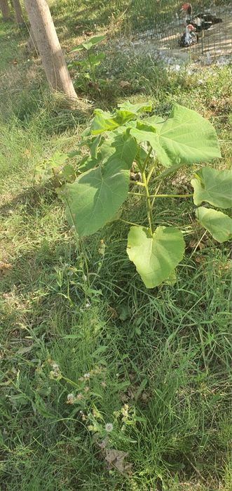 Copaci Paulownia, Se pot planta in ORICE ANOTIMP - Prețuri Avantajoase
