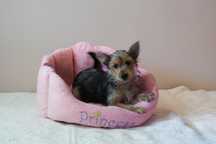 Fetita Yorkshire Terrier