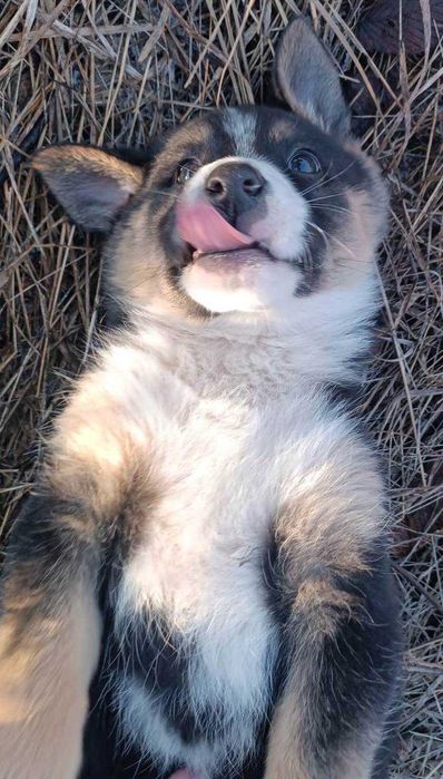 Щенок ищет дом и любящих хозяев