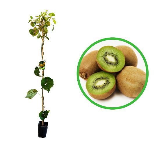 Kiwi La Ghiveci (Soiuri Diferite )