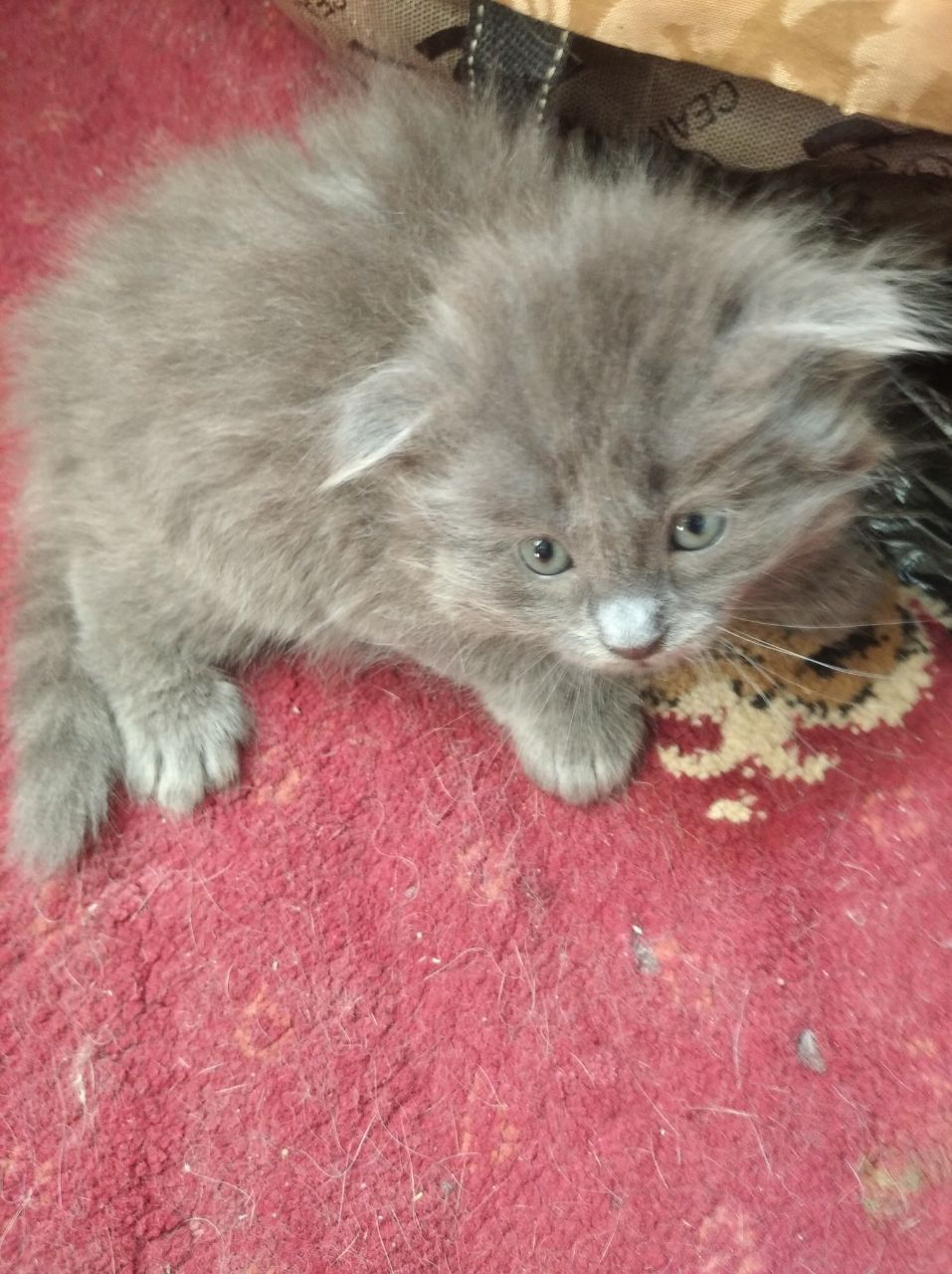 Продам вислоухих котят