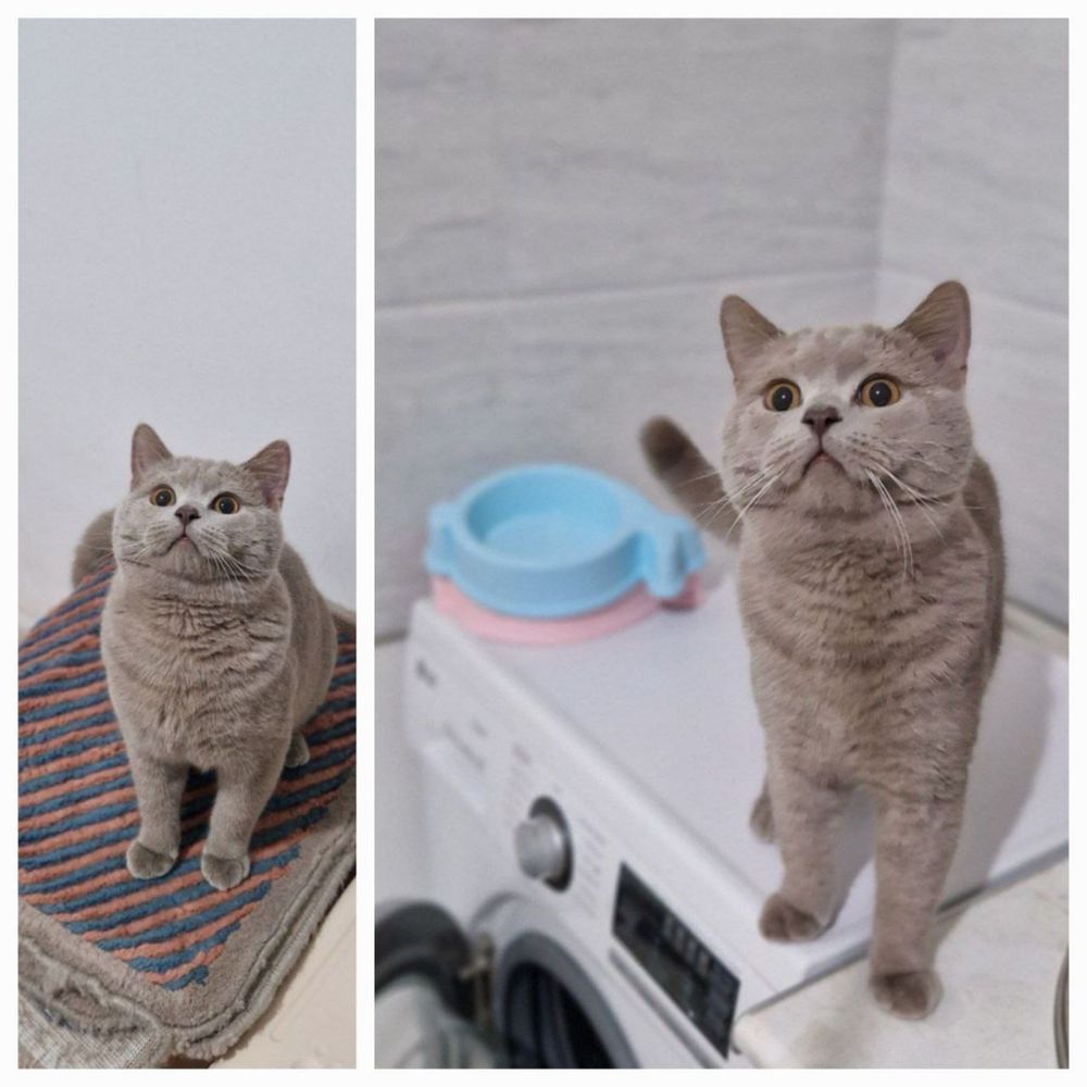 Кот мушук британ