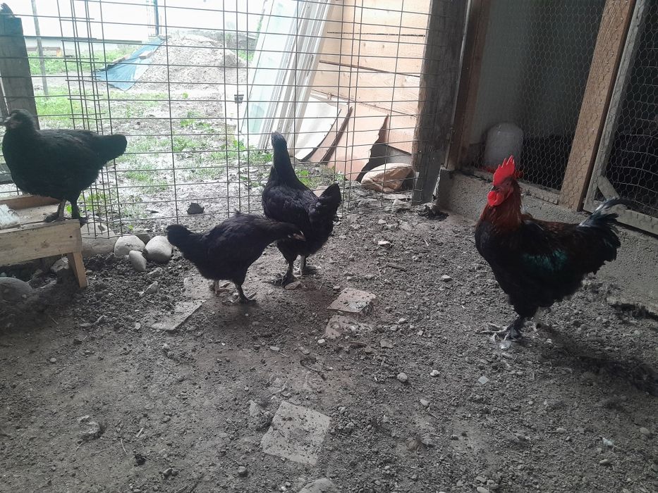 2 familii Marans