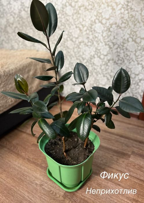 Фикус. Продам. Фикус