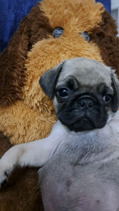 Продаю клубных щенков мопсят