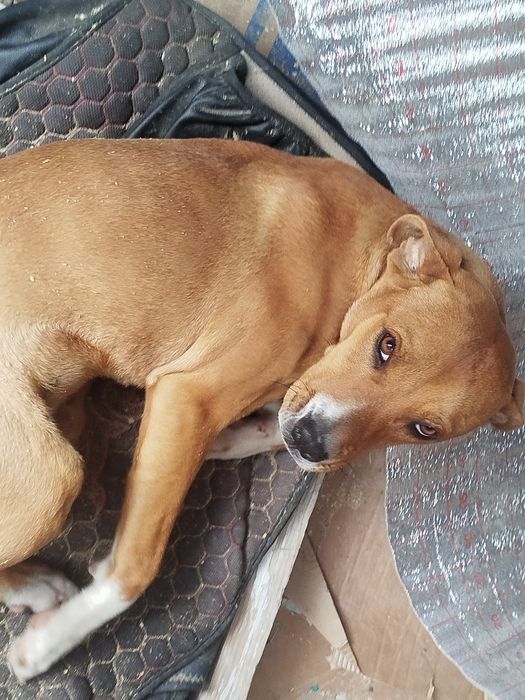 2-3 месецовый собака есть свое паспорт