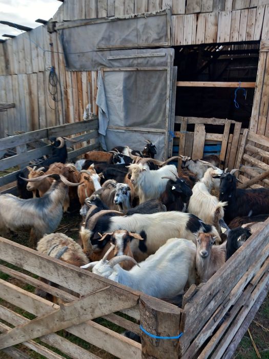 Vând sau schimb cu diverse 20 de capre mai vechi, 4 tapi de 3 ani