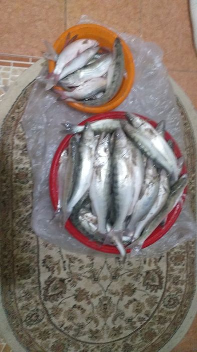 судак (көксерке)