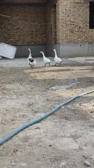 Gʻoz sotiladi kelishamiz