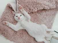 Котик милый голубые глазки