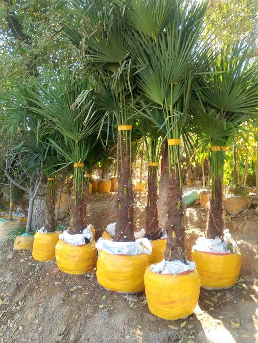 Majvenik stirchka spiral zaborni banzaylari bor chupachupis