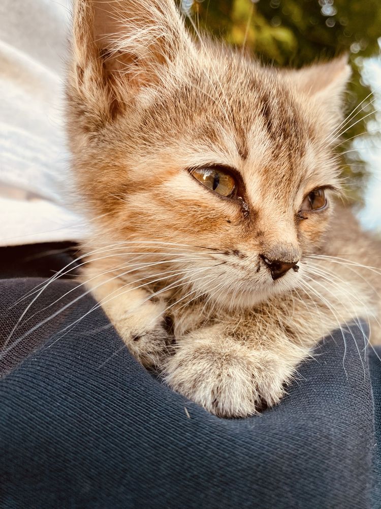 Котенок,девочка.