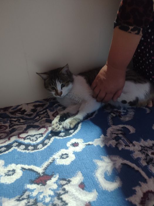 Uy mushugi. Ozoda va pok mushuk. Stressi bor odamlar uchun