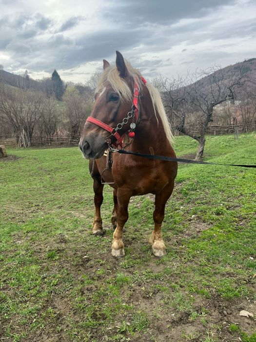 Armăsar de vânzare