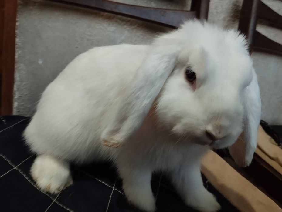 Oq qora dekarativ quyon sotiladi