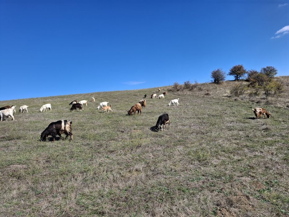 Ярета за клане и дамазлък