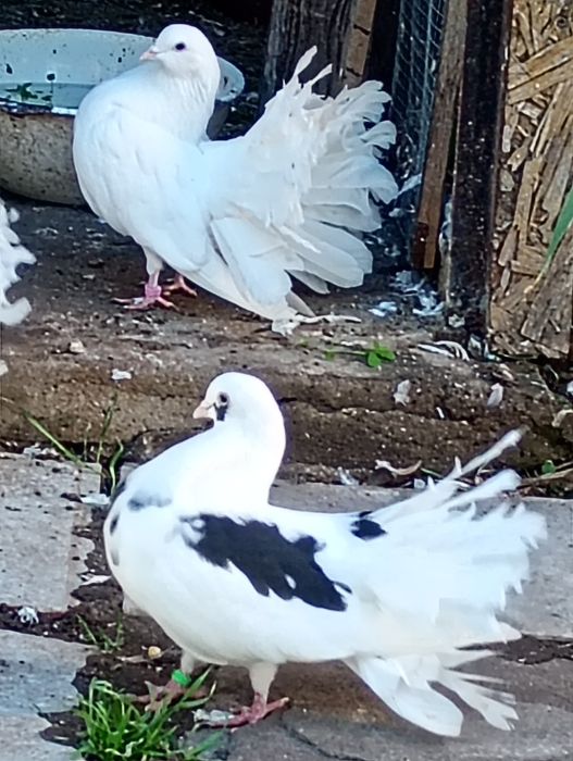 Гълъби фенерлия декорация